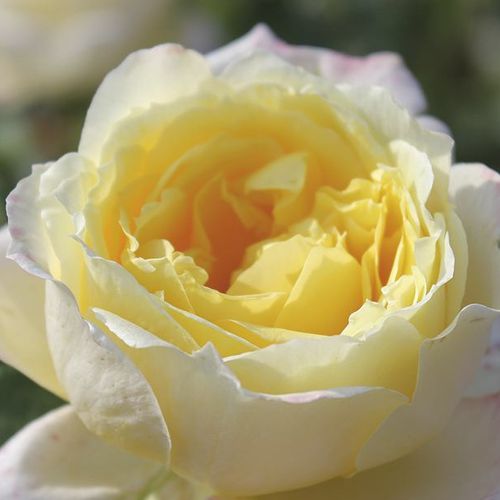 Rosales trepadores - Rosa - Amnesty International - Comprar rosales online